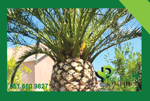 Perez Landscaping and tree service in riverside ca