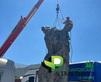  wildomar yucaipa corona tree clean ups