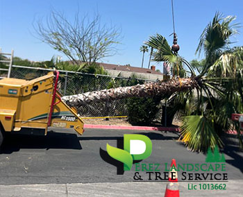 Tree trimming in yucaipa california and corona