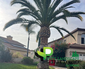 Tree trimming in yucaipa california and corona