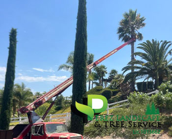 Tree trimming in yucaipa california and corona