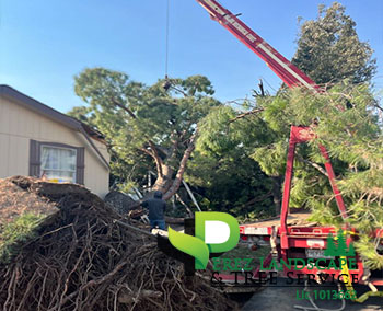 Tree trimming in yucaipa california and corona