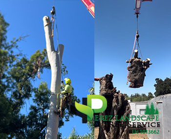 Tree trimming in yucaipa california and corona