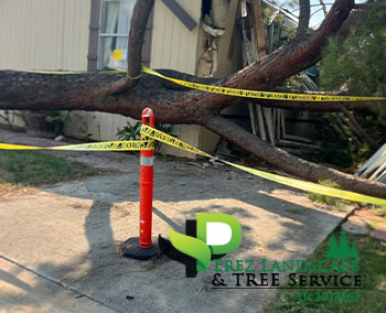 Tree trimming in yucaipa california and corona