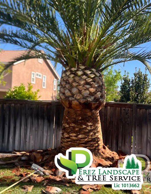  serving in riverside california tree care