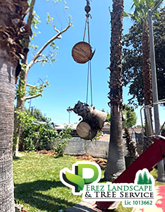 tree tremvaol and hazard management in riverside ca