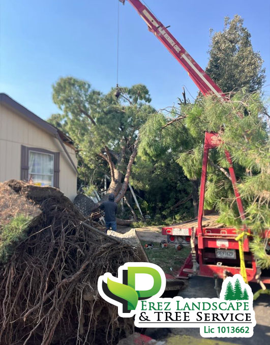  tree services licensed and insudred riverside ca